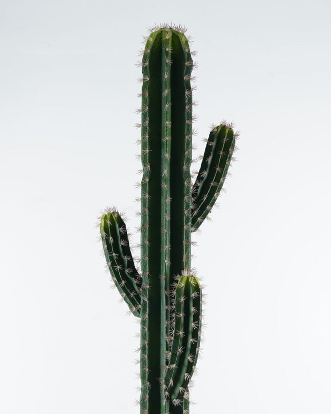 Artificial succulent 40*30*180cm Cactus*4 in pp pot GS-69224007 2024Jun YeahFlower is one of Chinese leading OEM manufacturers and exporters , supplying the silk flowers, wholesale artificial trees