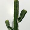 Artificial succulent 39*39*95cm Cactus in pp pot GS-69224012 2024Jun YeahFlower is one of Chinese leading OEM manufacturers and exporters , supplying the silk flowers, wholesale artificial trees