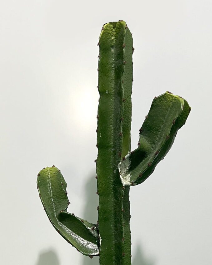 Artificial succulent 39*39*95cm Cactus in pp pot GS-69224012 2024Jun YeahFlower is one of Chinese leading OEM manufacturers and exporters , supplying the silk flowers, wholesale artificial trees