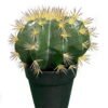 Artificial succulent 19*19*25cm Cactus in pp pot GS-69224016 2024Jun YeahFlower is one of Chinese leading OEM manufacturers and exporters , supplying the silk flowers, wholesale artificial trees