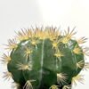 Artificial succulent 19*19*25cm Cactus in pp pot GS-69224016 2024Jun YeahFlower is one of Chinese leading OEM manufacturers and exporters , supplying the silk flowers, wholesale artificial trees