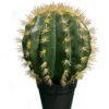 Artificial succulent 25*25*40cm Cactus in pp pot GS-69224018 2024Jun YeahFlower is one of Chinese leading OEM manufacturers and exporters , supplying the silk flowers, wholesale artificial trees