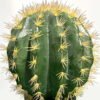 Artificial succulent 25*25*40cm Cactus in pp pot GS-69224018 2024Jun YeahFlower is one of Chinese leading OEM manufacturers and exporters , supplying the silk flowers, wholesale artificial trees