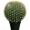 Artificial succulent 40*40*63cm Cactus in pp pot GS-69224021 2024Jun YeahFlower is one of Chinese leading OEM manufacturers and exporters , supplying the silk flowers, wholesale artificial trees