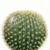 Artificial succulent 40*40*63cm Cactus in pp pot GS-69224021 2024Jun YeahFlower is one of Chinese leading OEM manufacturers and exporters , supplying the silk flowers, wholesale artificial trees