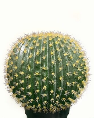 Artificial succulent 40*40*63cm Cactus in pp pot GS-69224021 Succulent YeahFlower is one of Chinese leading OEM manufacturers and exporters , supplying the silk flowers, wholesale artificial trees