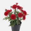 Artificial Flower 20*20*27cm Chrysanthemum in pp pot GS-03320076-R2 2024Aug YeahFlower is one of Chinese leading OEM manufacturers and exporters , supplying the silk flowers, wholesale artificial trees