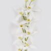 Artificial Flower Cymbidium faberi 9 single stem GS-64924018CT-W1_4 Artificial Flower 14*14*74cm Cymbidium faberi *9 single stem GS-64924018CT-W1 2024Jul YeahFlower is one of Chinese leading OEM manufacturers and exporters , supplying the silk flowers, wholesale artificial trees