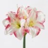 Artificial Flower Kaffir lily 3 GS-35018003RCT-P3_10 Artificial Flower 20*20*66CM Kaffir lily *3 GS-35018003RCT-P3 2024Jul YeahFlower is one of Chinese leading OEM manufacturers and exporters , supplying the silk flowers, wholesale artificial trees