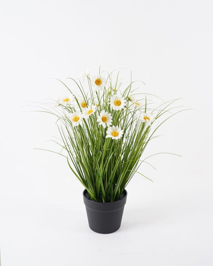 Artificial Grass 50*50*58cm Bellis perennis in PP pot GS-29424082 2024Aug YeahFlower is one of Chinese leading OEM manufacturers and exporters , supplying the silk flowers, wholesale artificial trees