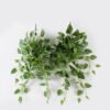 Artificial Plant Epipremnum Aureum 11 Hanging 138 lvs GS-29824042_1 Artificial Plant 48*48*90cm Epipremnum Aureum *11 Hanging /138 lvs GS-29824042 2024Aug YeahFlower is one of Chinese leading OEM manufacturers and exporters , supplying the silk flowers, wholesale artificial trees