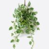 Artificial Plant Epipremnum Aureum 11 Hanging 138 lvs GS-29824042_4 Artificial Plant 48*48*90cm Epipremnum Aureum *11 Hanging /138 lvs GS-29824042 2024Aug YeahFlower is one of Chinese leading OEM manufacturers and exporters , supplying the silk flowers, wholesale artificial trees