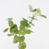 Artificial Plant 20*20*66cm  Eucalyptus *3  single stem GS-29824024CT 2024Jul YeahFlower is one of Chinese leading OEM manufacturers and exporters , supplying the silk flowers, wholesale artificial trees