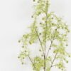 Artificial Plant Peganum harmala single stem GS-26224008-G1_4 Artificial Plant 20*20*100cm Peganum harmala single stem GS-26224008-G1 2024Jul YeahFlower is one of Chinese leading OEM manufacturers and exporters , supplying the silk flowers, wholesale artificial trees