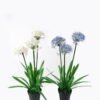 Artificial Table Plants 65*60*100cm Agapanthus africanus *3 in PP pot GS-15424005CT 2024Jul YeahFlower is one of Chinese leading OEM manufacturers and exporters , supplying the silk flowers, wholesale artificial trees