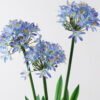 Artificial Table Plants 65*60*100cm Agapanthus africanus *3 in PP pot GS-15424005CT 2024Jul YeahFlower is one of Chinese leading OEM manufacturers and exporters , supplying the silk flowers, wholesale artificial trees