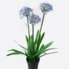 Artificial Table Plants 65*60*100cm Agapanthus africanus *3 in PP pot GS-15424005CT 2024Jul YeahFlower is one of Chinese leading OEM manufacturers and exporters , supplying the silk flowers, wholesale artificial trees