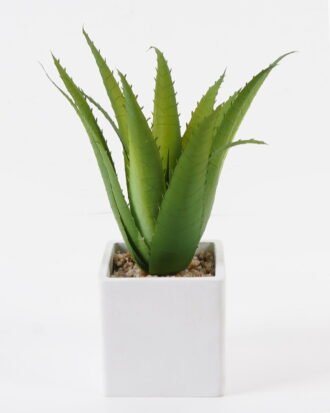 Artificial Table Plants 25*25*30cm Aloe in cement pot GS-41324045 2024Jul YeahFlower is one of Chinese leading OEM manufacturers and exporters , supplying the silk flowers, wholesale artificial trees Artificial Table Plants 25*25*30cm Aloe in cement pot GS-41324045 2024Jul YeahFlower is one of Chinese leading OEM manufacturers and exporters , supplying the silk flowers, wholesale artificial trees