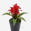 Artificial Table Plants Billbergia pyramidalis in PP pot GS-41924001_4 Artificial Table Plants 18*18*16cm Billbergia pyramidalis in PP pot GS-41924001 2024Jul YeahFlower is one of Chinese leading OEM manufacturers and exporters , supplying the silk flowers, wholesale artificial trees