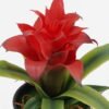 Artificial Table Plants Billbergia pyramidalis in PP pot GS-41924001_6 Artificial Table Plants 18*18*16cm Billbergia pyramidalis in PP pot GS-41924001 2024Jul YeahFlower is one of Chinese leading OEM manufacturers and exporters , supplying the silk flowers, wholesale artificial trees