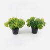 Artificial Table Plants Clover in PP pot GS-03324012 Artificial Table Plants 26*26*26cm Clover in PP pot GS-03324012 2024Jul YeahFlower is one of Chinese leading OEM manufacturers and exporters , supplying the silk flowers, wholesale artificial trees