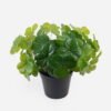 Artificial Table Plants Clover in PP pot GS-03324012_2 Artificial Table Plants 26*26*26cm Clover in PP pot GS-03324012 2024Jul YeahFlower is one of Chinese leading OEM manufacturers and exporters , supplying the silk flowers, wholesale artificial trees
