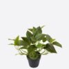 Artificial Table Plants 50*50*30cm Epipremnum aureum  in PP pot/33 lvs GS-71023014CT-G6 2024Jul YeahFlower is one of Chinese leading OEM manufacturers and exporters , supplying the silk flowers, wholesale artificial trees