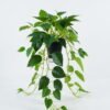 Artificial Table Plants 50*50*75cm Epipremnum aureum in PP pot/81 lvs GS-03324025 2024Jul YeahFlower is one of Chinese leading OEM manufacturers and exporters , supplying the silk flowers, wholesale artificial trees