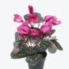 Artificial Table Plants Flower in PP pot GS-35024001-R2_4 Artificial Table Plants 23*23*30cm Flower in PP pot GS-35024001-R2 2024Jul YeahFlower is one of Chinese leading OEM manufacturers and exporters , supplying the silk flowers, wholesale artificial trees