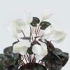 Artificial Table Plants 23*23*30cm Flower in PP pot GS-35024001-W1 2024Jul YeahFlower is one of Chinese leading OEM manufacturers and exporters , supplying the silk flowers, wholesale artificial trees