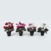 Artificial Table Plants Flower in PP pot GS-35024001_1 Artificial Table Plants 23*23*30cm Flower in PP pot GS-35024001 2024Jul YeahFlower is one of Chinese leading OEM manufacturers and exporters , supplying the silk flowers, wholesale artificial trees