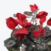 Artificial Table Plants Flower in PP pot GS-35024001_2 Artificial Table Plants 23*23*30cm Flower in PP pot GS-35024001 2024Jul YeahFlower is one of Chinese leading OEM manufacturers and exporters , supplying the silk flowers, wholesale artificial trees