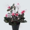 Artificial Table Plants Flower in PP pot GS-35024001_4 Artificial Table Plants 23*23*30cm Flower in PP pot GS-35024001 2024Jul YeahFlower is one of Chinese leading OEM manufacturers and exporters , supplying the silk flowers, wholesale artificial trees
