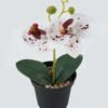 Artificial Table Plants 10*10*20cm Phalaenopsis in pp pot GS-41324002JJA-W1 2024Jul YeahFlower is one of Chinese leading OEM manufacturers and exporters , supplying the silk flowers, wholesale artificial trees