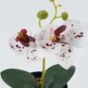 Artificial Table Plants 10*10*20cm Phalaenopsis in pp pot GS-41324002JJA-W1 2024Jul YeahFlower is one of Chinese leading OEM manufacturers and exporters , supplying the silk flowers, wholesale artificial trees