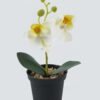 Artificial Table Plants 10*10*20cm Phalaenopsis in pp pot GS-41324002JJA-W2 2024Jul YeahFlower is one of Chinese leading OEM manufacturers and exporters , supplying the silk flowers, wholesale artificial trees