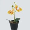 Artificial Table Plants 10*10*20cm Phalaenopsis in pp pot GS-41324002JJA-Y1 2024Jul YeahFlower is one of Chinese leading OEM manufacturers and exporters , supplying the silk flowers, wholesale artificial trees