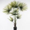 Artificial Tree 180cm Kwai Palm in PP pot/8 lvs GS-59523151-180-UV 2024Jul YeahFlower is one of Chinese leading OEM manufacturers and exporters , supplying the silk flowers, wholesale artificial trees