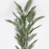 Artificial Tree 210cm Kwai tree *6 in PP pot/23 lvs GS-59523132-210-UV 2024Jul YeahFlower is one of Chinese leading OEM manufacturers and exporters , supplying the silk flowers, wholesale artificial trees