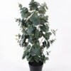 Artificial Tree 30*30*78cm Eucalyptus Leaf in pot GS-29824033 2024Jul YeahFlower is one of Chinese leading OEM manufacturers and exporters , supplying the silk flowers, wholesale artificial trees