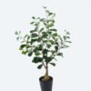 Artificial Tree 40*40*80cm Ficus in PP pot GS-69424010 2024Jul YeahFlower is one of Chinese leading OEM manufacturers and exporters , supplying the silk flowers, wholesale artificial trees