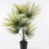 Artificial Tree 90*90*130cm Kwai Palm in PP pot/6 lvs GS-59523150-UV 2024Jul YeahFlower is one of Chinese leading OEM manufacturers and exporters , supplying the silk flowers, wholesale artificial trees