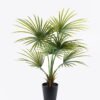 Artificial Tree Kwai Palm in PP pot 6 lvs GS-59523150CT_12 Artificial Tree 90*90*130cm Kwai Palm in PP pot/6 lvs GS-59523150CT 2024Jul YeahFlower is one of Chinese leading OEM manufacturers and exporters , supplying the silk flowers, wholesale artificial trees