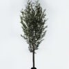 Artificial Tree 80*80*210cm Olive Tree in PP pot GS-59523028-UV-R 2024Jul YeahFlower is one of Chinese leading OEM manufacturers and exporters , supplying the silk flowers, wholesale artificial trees