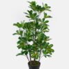 Artificial Tree 50*50*94cm Scheffera in PP pot/lvs 420 GS-30624001-G2 2024Jul YeahFlower is one of Chinese leading OEM manufacturers and exporters , supplying the silk flowers, wholesale artificial trees