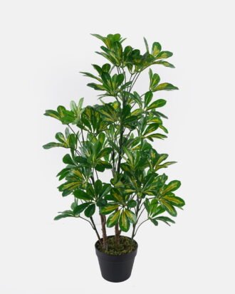 Artificial Tree 50*50*94cm Scheffera in PP pot/lvs 420 GS-30624001-G2 2024Jul YeahFlower is one of Chinese leading OEM manufacturers and exporters , supplying the silk flowers, wholesale artificial trees Artificial Tree 50*50*94cm Scheffera in PP pot/lvs 420 GS-30624001-G2 2024Jul YeahFlower is one of Chinese leading OEM manufacturers and exporters , supplying the silk flowers, wholesale artificial trees