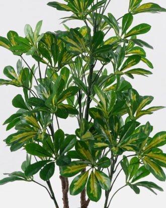 Artificial Tree 50*50*94cm Scheffera in PP pot/lvs 420 GS-30624001-G2 2024Jul YeahFlower is one of Chinese leading OEM manufacturers and exporters , supplying the silk flowers, wholesale artificial trees Artificial Tree 50*50*94cm Scheffera in PP pot/lvs 420 GS-30624001-G2 2024Jul YeahFlower is one of Chinese leading OEM manufacturers and exporters , supplying the silk flowers, wholesale artificial trees