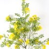 Artificial Tree Styphnolobium japonicum in PP pot GS-15424004CT_1 Artificial Tree 65*50*132cm Styphnolobium japonicum in PP pot GS-15424004CT 2024Jul YeahFlower is one of Chinese leading OEM manufacturers and exporters , supplying the silk flowers, wholesale artificial trees