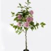 Artificial Tree 112*112*180cm ydrangea *7 in PP pot GS-15424010CT-P1 2024Jul YeahFlower is one of Chinese leading OEM manufacturers and exporters , supplying the silk flowers, wholesale artificial trees
