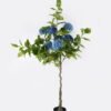 Artificial Tree ydrangea 7 in PP pot GS-15424010CT_3 Artificial Tree 112*112*180cm ydrangea *7 in PP pot GS-15424010CT 2024Jul YeahFlower is one of Chinese leading OEM manufacturers and exporters , supplying the silk flowers, wholesale artificial trees